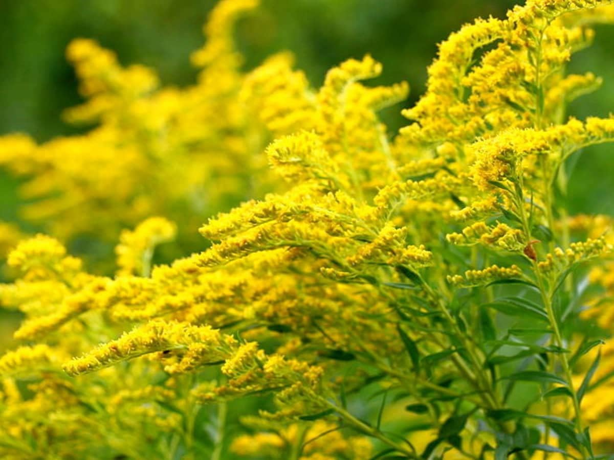 Goldenrod Flower Seeds for Planting - NON GMO Seeds for planting in home garden