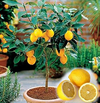 Yellow Citrus Lemon Tree Seeds for Planting-Indoor and Outdoor Growth – Fresh Herb for Your Garden