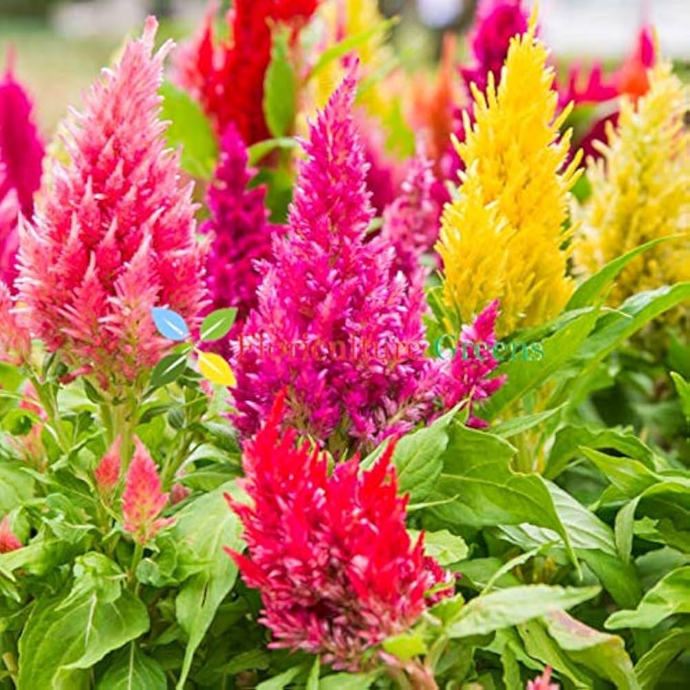 Kuhschelle Flower Seeds for Planting - 100 pcs for planting in your garden.