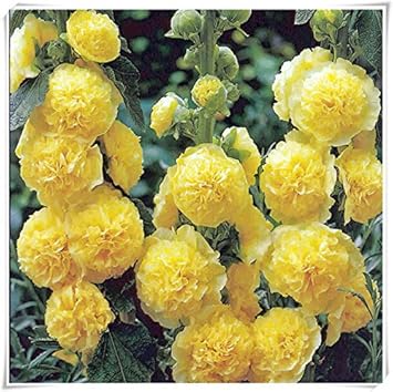Heirloom Non-GMO Yellow Perennial Bonsai Plant Seeds for Planting – Miniature Tree Seeds