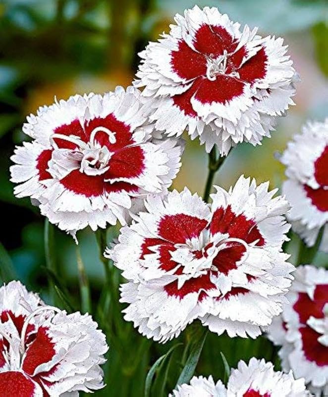 Dianthus Red White Flower Seeds – Heirloom, Non-GMO Seeds for Planting Colorful Garden Blooms seeds for planting in home garden