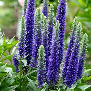 Veronica Spicata Flower Seeds for Planting, NON GMO Seeds