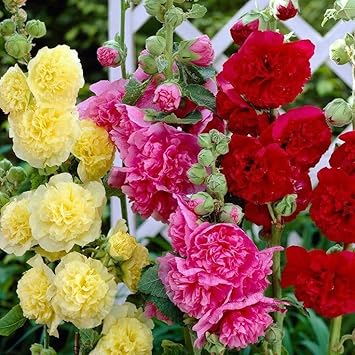 Malva Flower Seeds for Planting - NON GMO Seeds