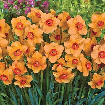 Orange Dark Yellow Daffodil Flower Seeds for Planting – Heirloom, Non-GMO, Garden Blooms