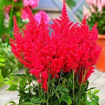 Red Astilbe Flower Seeds – Non-GMO Perennial Seeds for Garden Planting