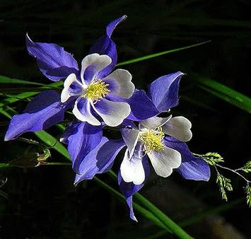 Colorado Flower Seeds for Garden Planting - NON GMO Seeds