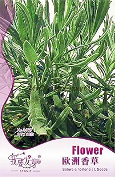 Satureia Hortensis Planting Seeds 100 Pcs pcs