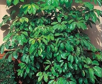 Schefflera Plant Seeds Scientific Name Placeholder for planting in home garden