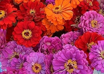 Mixed Magellan Flower Seeds for Planting - 100 Pcs pcs