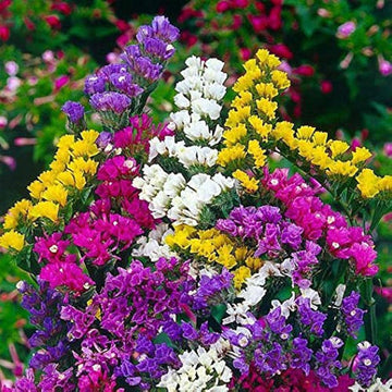 Heirloom Non-GMO Limonium Flower Seeds for Planting – Long-Lasting Cut Flower Seeds
