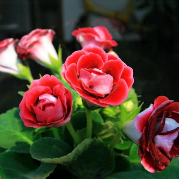 African Violet Flower Seeds Red â€“ Heirloom, Non-GMO Seeds for Planting Indoor Garden Blooms