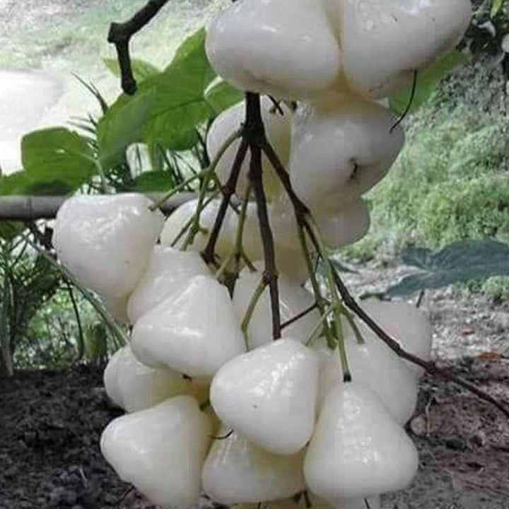 White Chojubai Plant Seeds - Rare and Beautiful Fruit for Your Garden 100 Pcs pcs