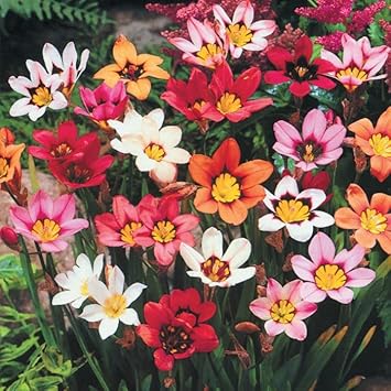 Mixed Sparaxis Flower Seeds for Planting - 100 pcs for planting in your garden.