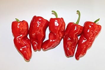 Red De Padron Seeds for Planting - 100 Pcs pcs