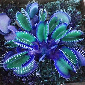 Blue Green Venus Fly Trap Seeds â€“ Heirloom, Non-GMO Carnivorous Plant Seeds for Planting