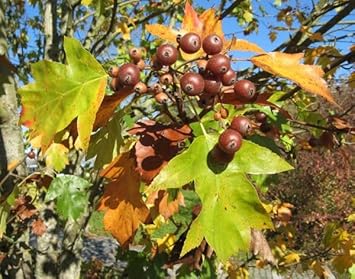 Sorbus Fruit Seeds - 20pcs, Beautiful Tree for Edible Berries and Ornamental Plants 100 Pcs pcs