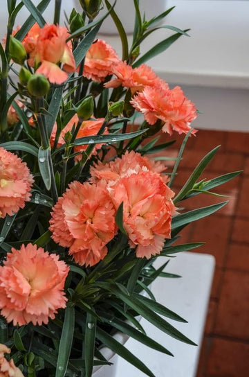 Light Orange Carnation Flower Seeds for Garden and Balcony Planting