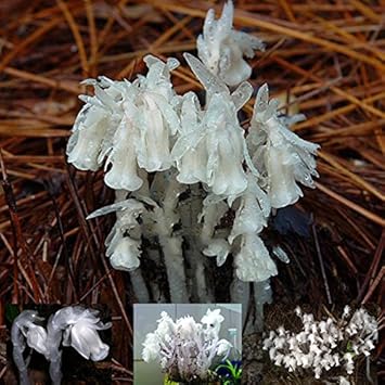 Organic White Monotropa Uniflora Flower Seeds for Planting ƒ?? Heirloom, Non-GMO