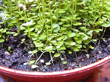 Utricularia Arenaria Plant Seeds for Planting - 100 pcs