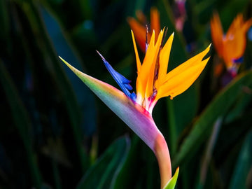 Strelitzia Flower Seeds for Planting, Violet Yellow, 100 pcs