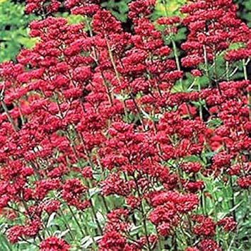Heirloom Red Jupiter's Beard Flower Seeds – Non-GMO Seeds for Vibrant Garden Planting
