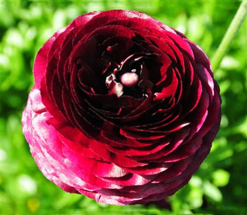 Ranunculus Highline Wine Flower Seeds for Planting - Heirloom and Non-GMO garden seeds