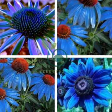 Light Blue Echinacea Seeds Purple Coneflower Pine Chrysanthemum Flower Seeds for Planting