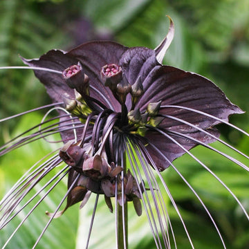 Heirloom Non-GMO Tacca Chantrieri Flower Seeds for Planting – Exotic Bat Flower Tropical Blooms