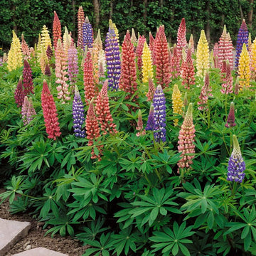 Heirloom Non-GMO Lupine Flower Seeds for Planting – Tall Colorful Blooms for Cottage and Wildflower Gardens