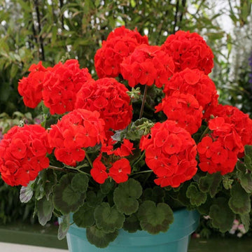 Red Geraniums Heirloom Non-GMO Seeds for Planting