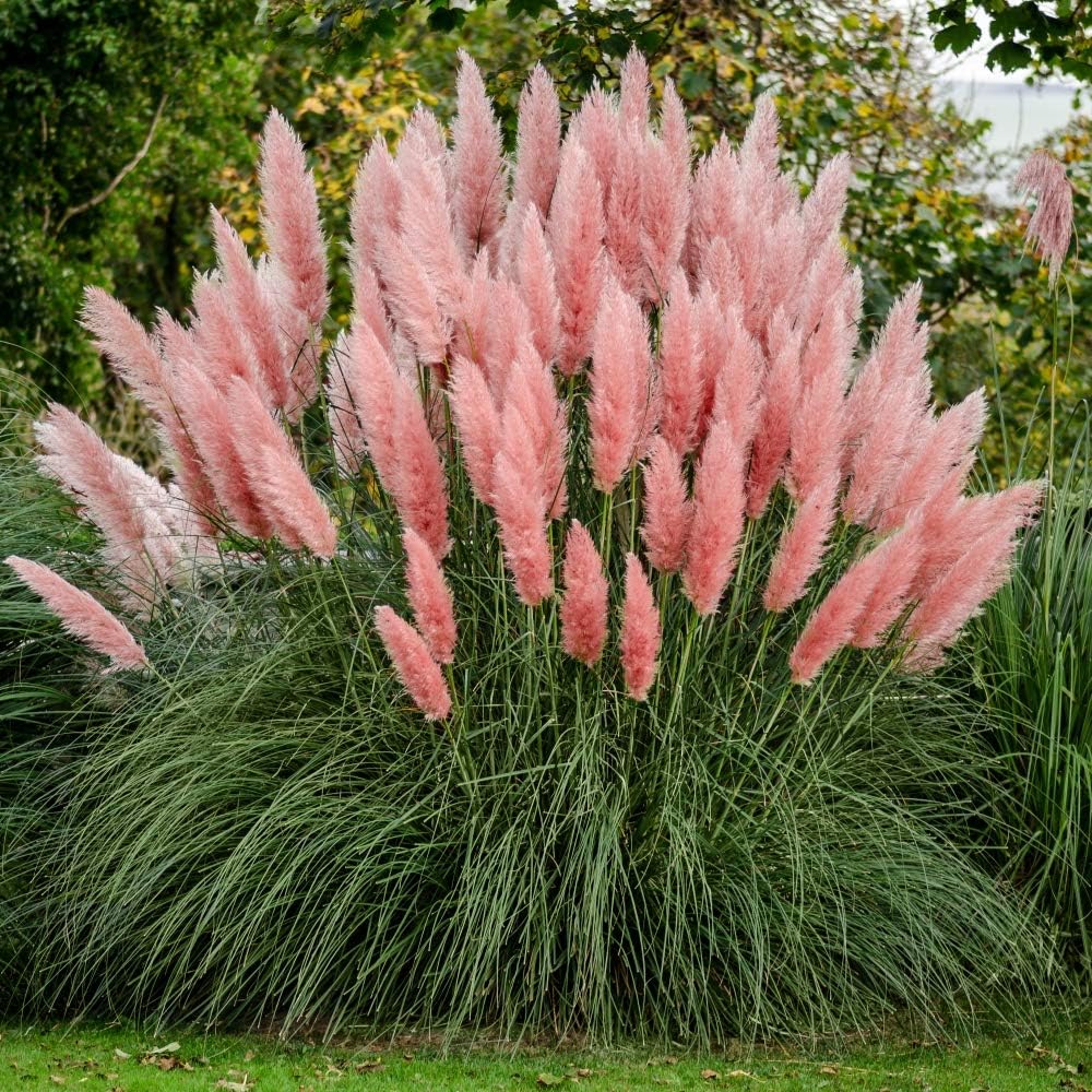 Pink Pampas Grass Seed
