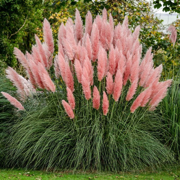 Pink Pampas Grass Seed