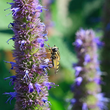 Anise Hyssop Herb Seeds