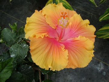 Mix Hibiscus Luna Flower Seeds for Planting – Heirloom, Non-GMO Garden Seeds