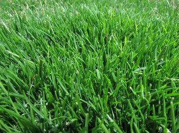 Zoysia Grass Herb Seeds