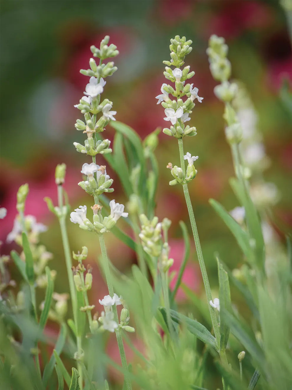 Lavender, Lacy Frills Flower Seeds for Planting-NON GMO Seeds for planting in home garden