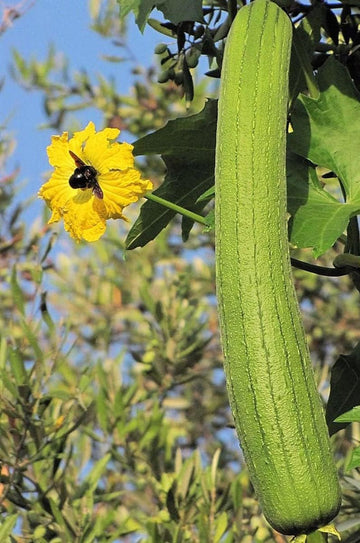 Heirloom Non-GMO Yellow Luffa Vegetable Seeds for Planting – Edible & Sponge Gourd Seeds