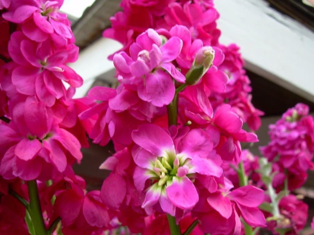Pink Matthiola Flower Seeds ƒ?? Heirloom Non-GMO Fragrant Garden Blooms for Planting for planting in your garden.