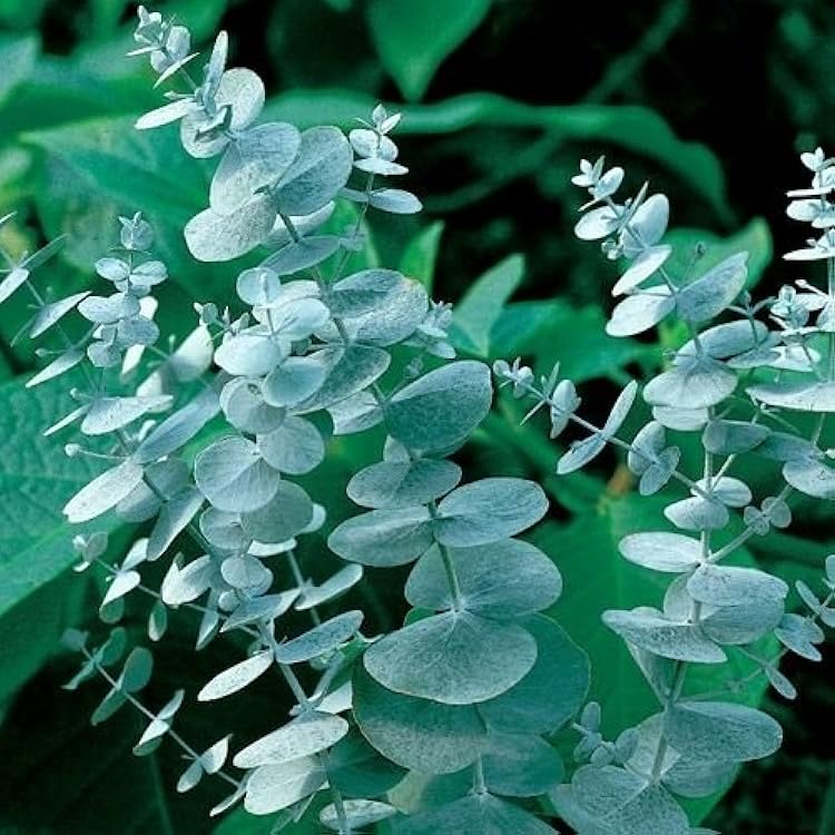 Silver Eucalyptus Plant Seeds for Decorative and Medicinal Gardens Scientific Name Placeholder for planting in home garden