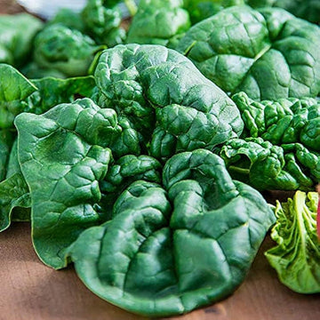Bloomsdale Long Standing Spinach Seeds Heirloom Non-GMO Vegetable