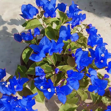 Blue Bougainvillea Climbing Flower Seeds for Planting – Heirloom & Non-GMO Vibrant Vine Seeds