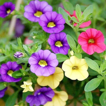 Heirloom Purple Calibrachoa Flower Seeds for Planting â€“ Non-GMO, Vibrant Blooming Flower Seeds