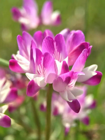 Violet Milkvetch Sinicus Seeds – Heirloom, Non-GMO Flower Seeds for Planting Colorful Blooms