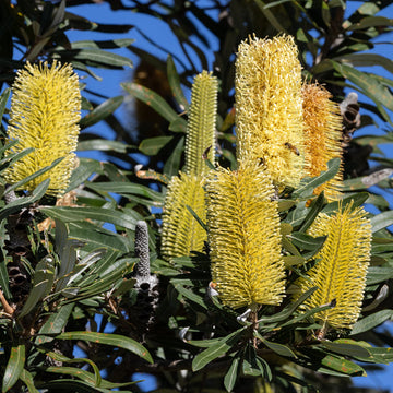 Yellow Banksia Plant Seeds, Heirloom, Non-GMO Seeds for Planting