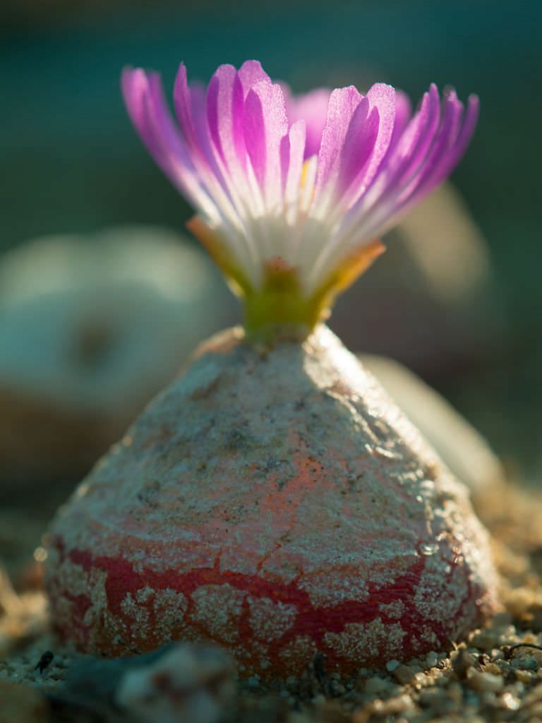 Heirloom Non-GMO Conophytum Burgeri Succulent Seeds for Planting – Rare Living Stone Variety seeds for planting in home garden