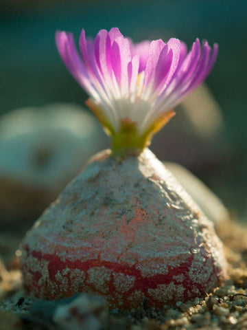 Heirloom Non-GMO Conophytum Burgeri Succulent Seeds for Planting – Rare Living Stone Variety