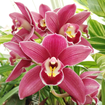 Heirloom Non-GMO Butterfly Orchid Flower Seeds for Garden Planting ƒ?? Elegant Pink Shade Blooms