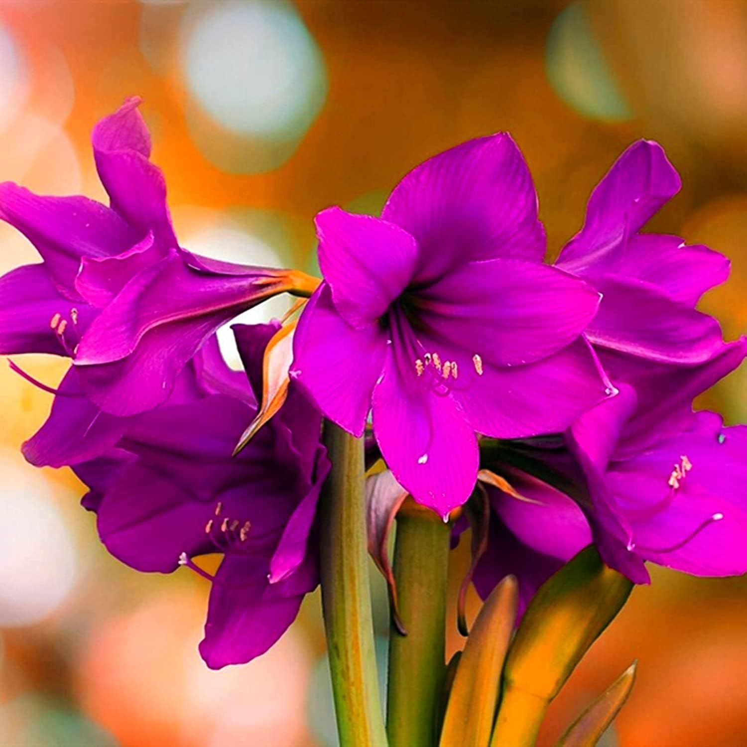 Purple Echte Amaryllis Flower Seeds for Planting - 100 pcs for planting in your garden.