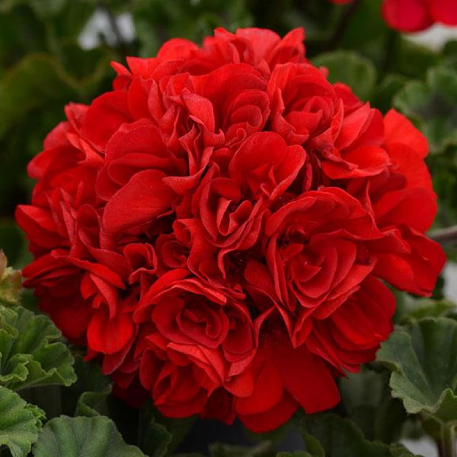 Red Breakaway Geranium Heirloom Non-GMO Seeds for Planting for planting in home garden