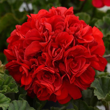 Red Breakaway Geranium Heirloom Non-GMO Seeds for Planting